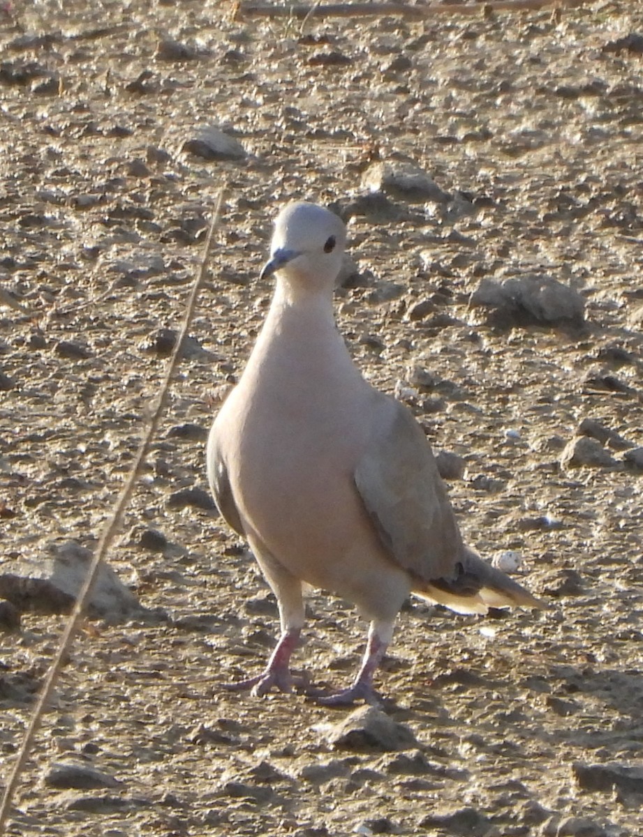Eurasian Collared-Dove - ML618316003