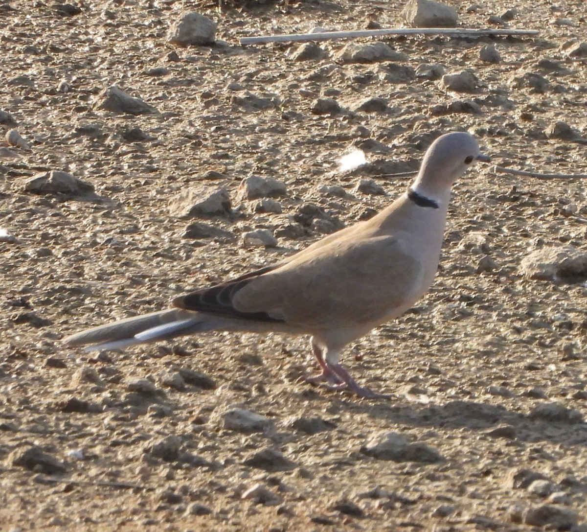 Eurasian Collared-Dove - ML618316004