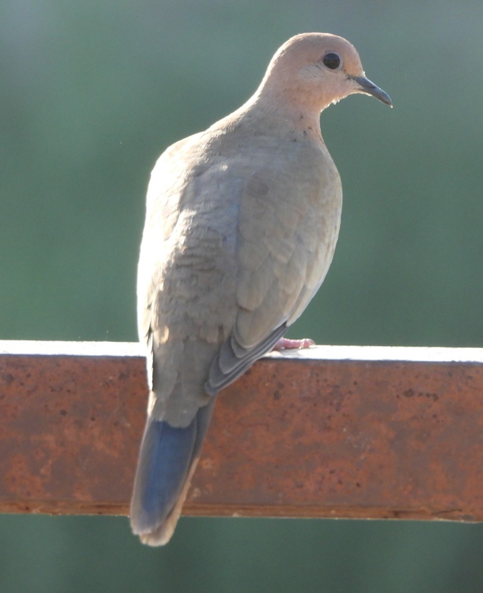 Laughing Dove - ML618316008