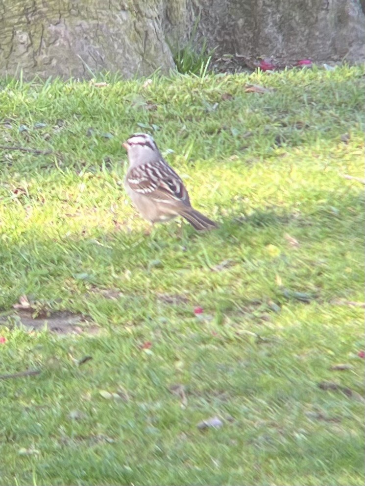 White-crowned Sparrow - ML618316010