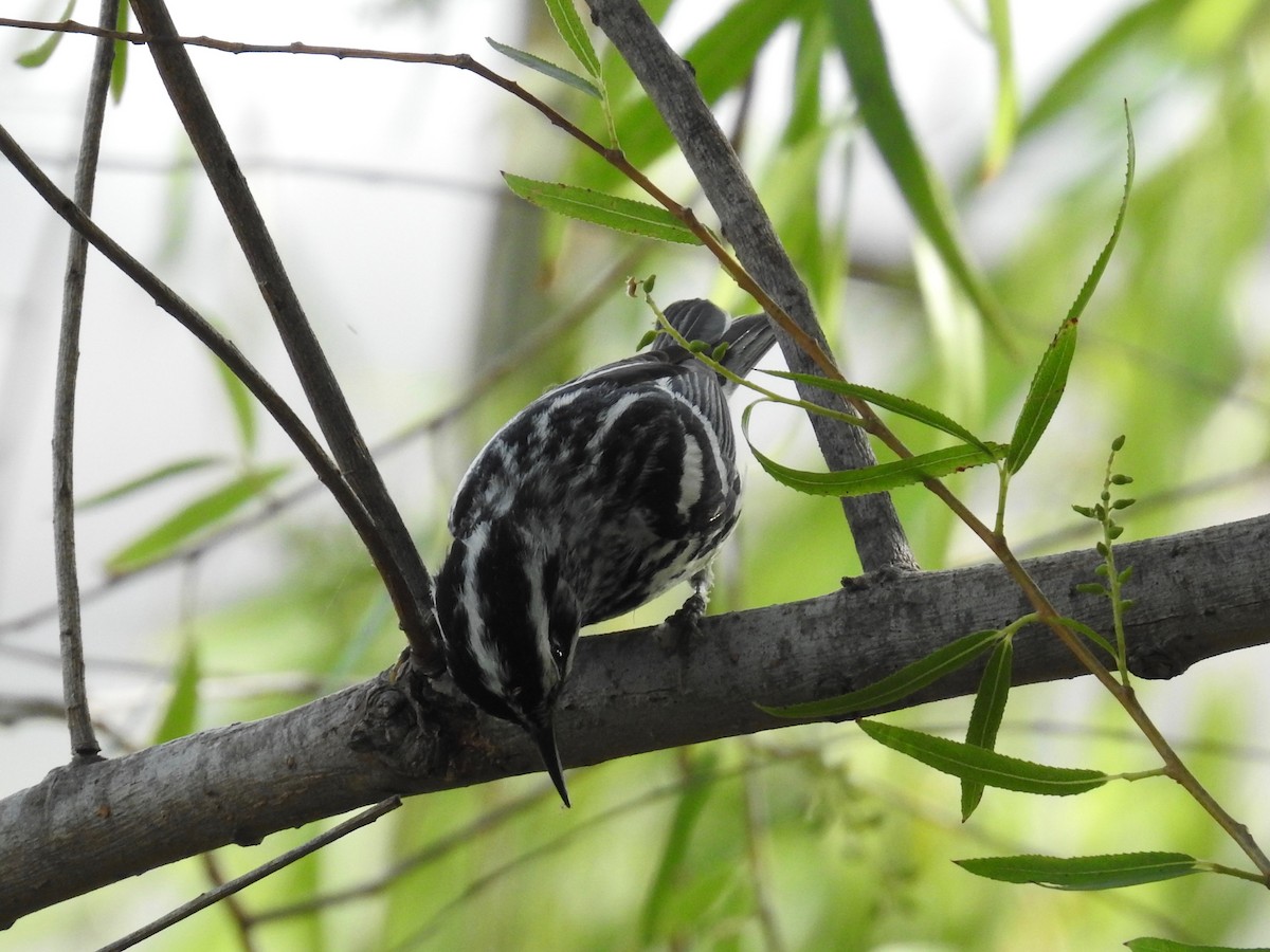 Black-and-white Warbler - Wendi Leonard