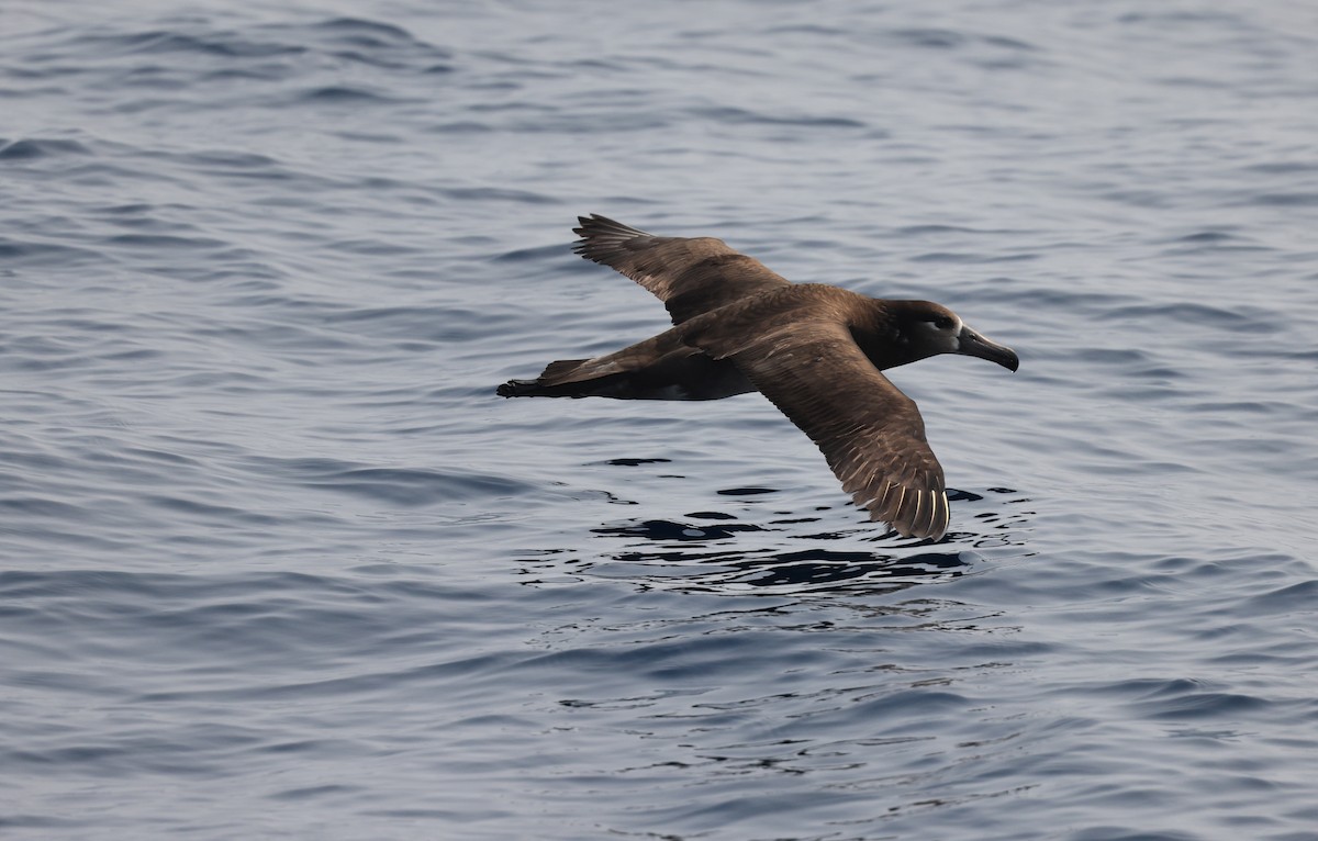 Black-footed Albatross - ML618316057