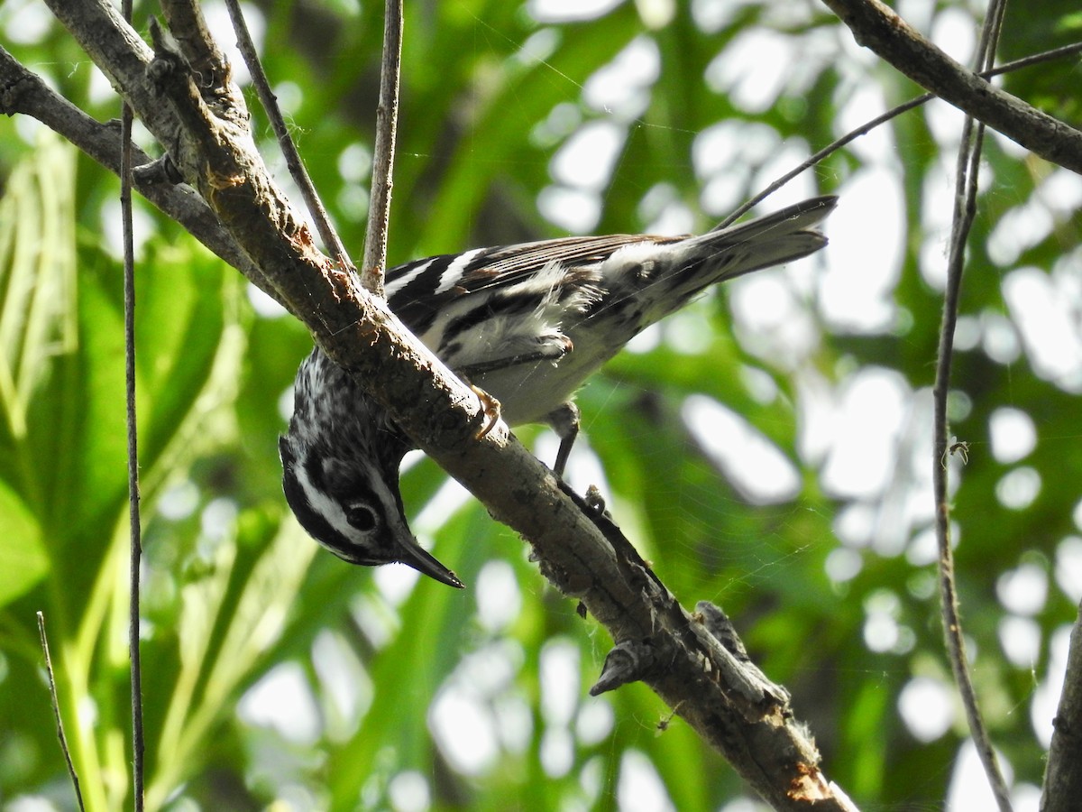 Black-and-white Warbler - ML618316063
