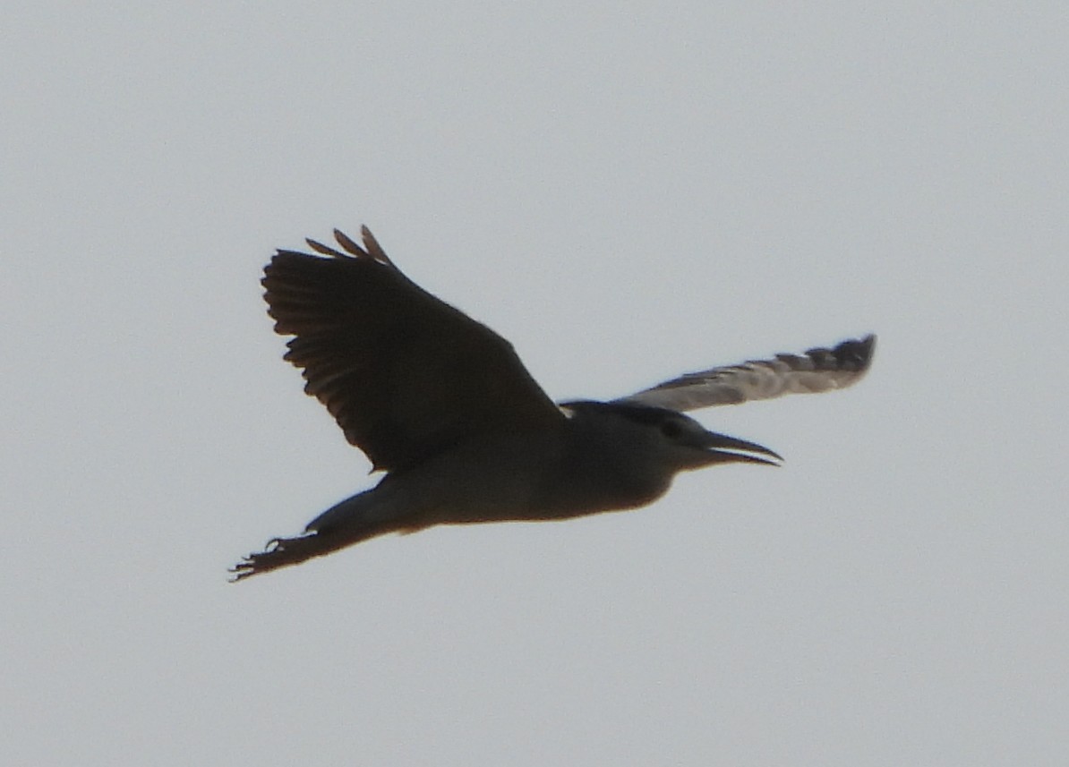Black-crowned Night Heron - ML618316088
