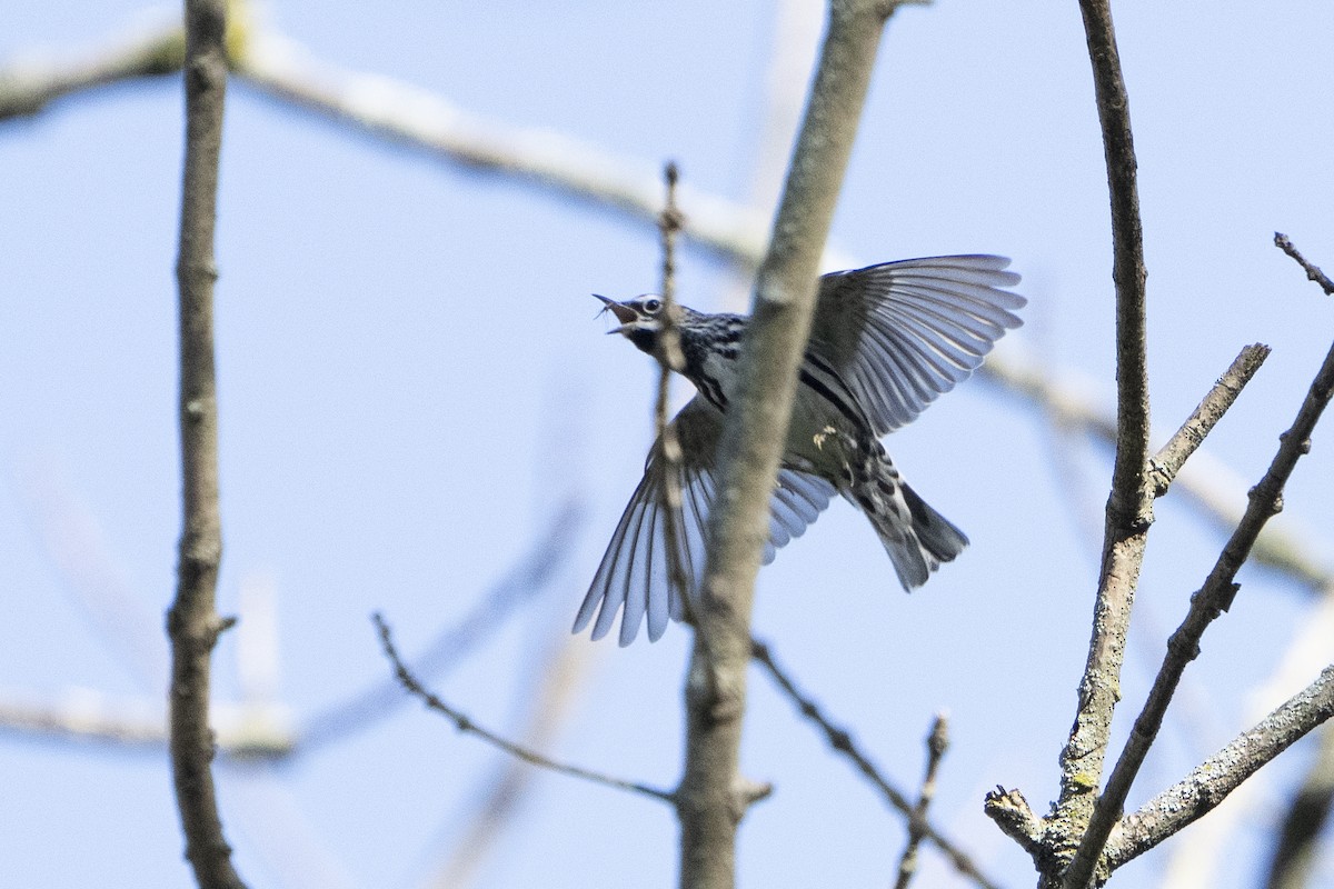 Black-and-white Warbler - ML618316114