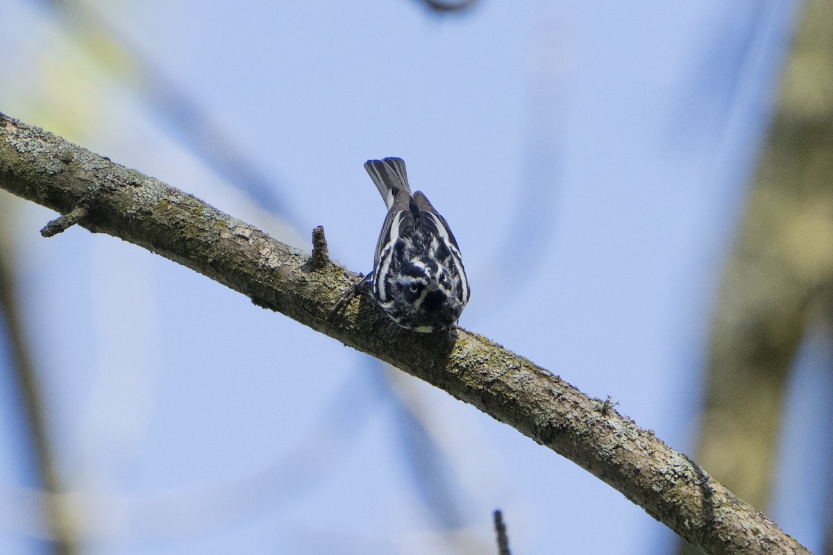 Black-and-white Warbler - ML618316115