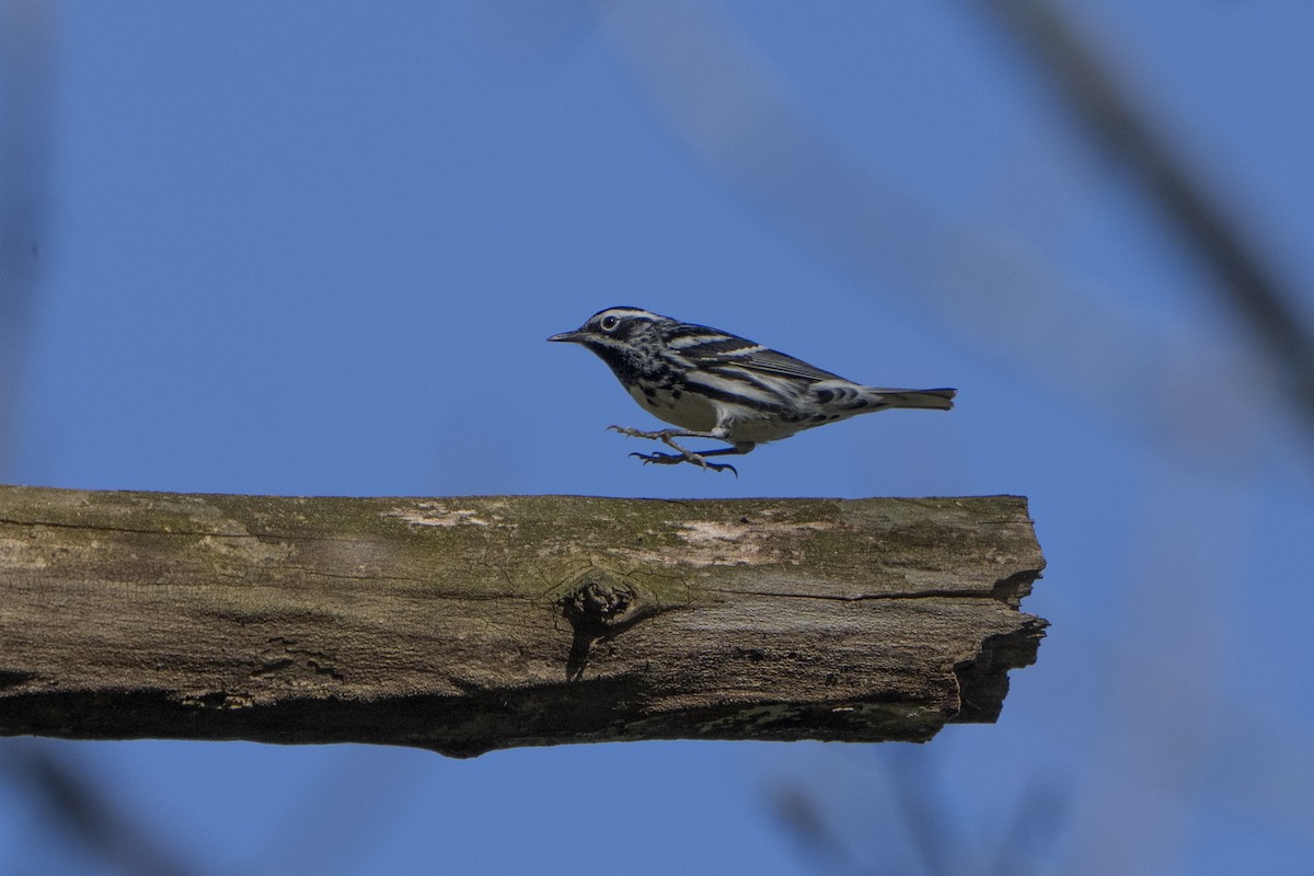 Black-and-white Warbler - ML618316116