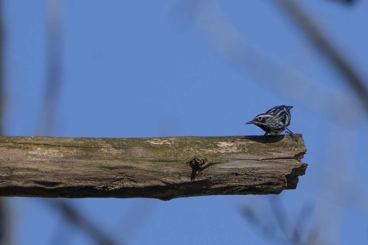 Black-and-white Warbler - ML618316117