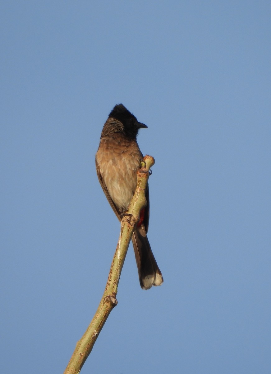 Red-vented Bulbul - ML618316131