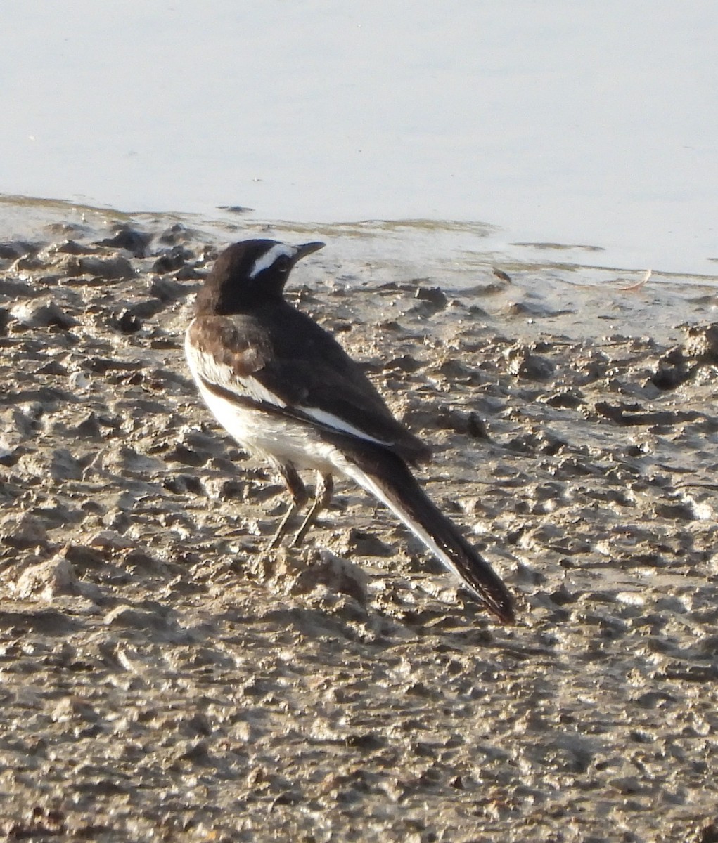 White-browed Wagtail - ML618316136