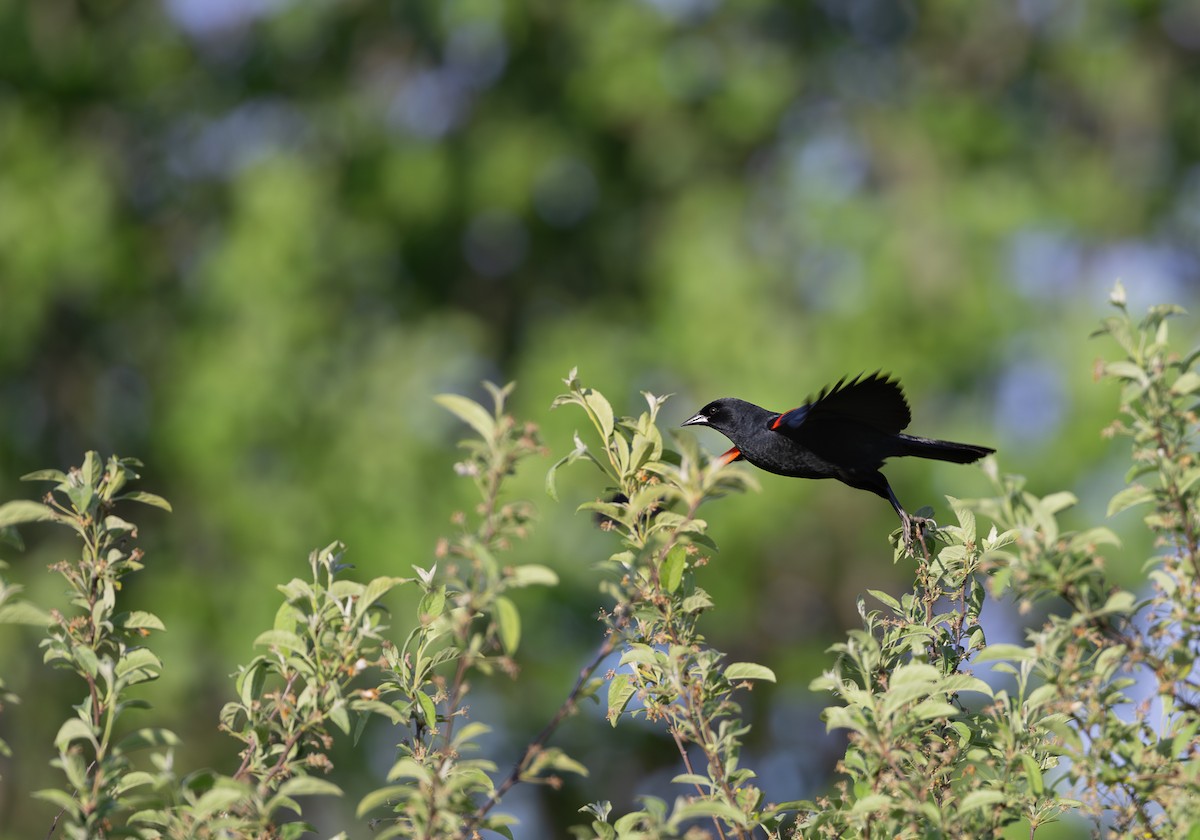 Red-winged Blackbird - ML618316172