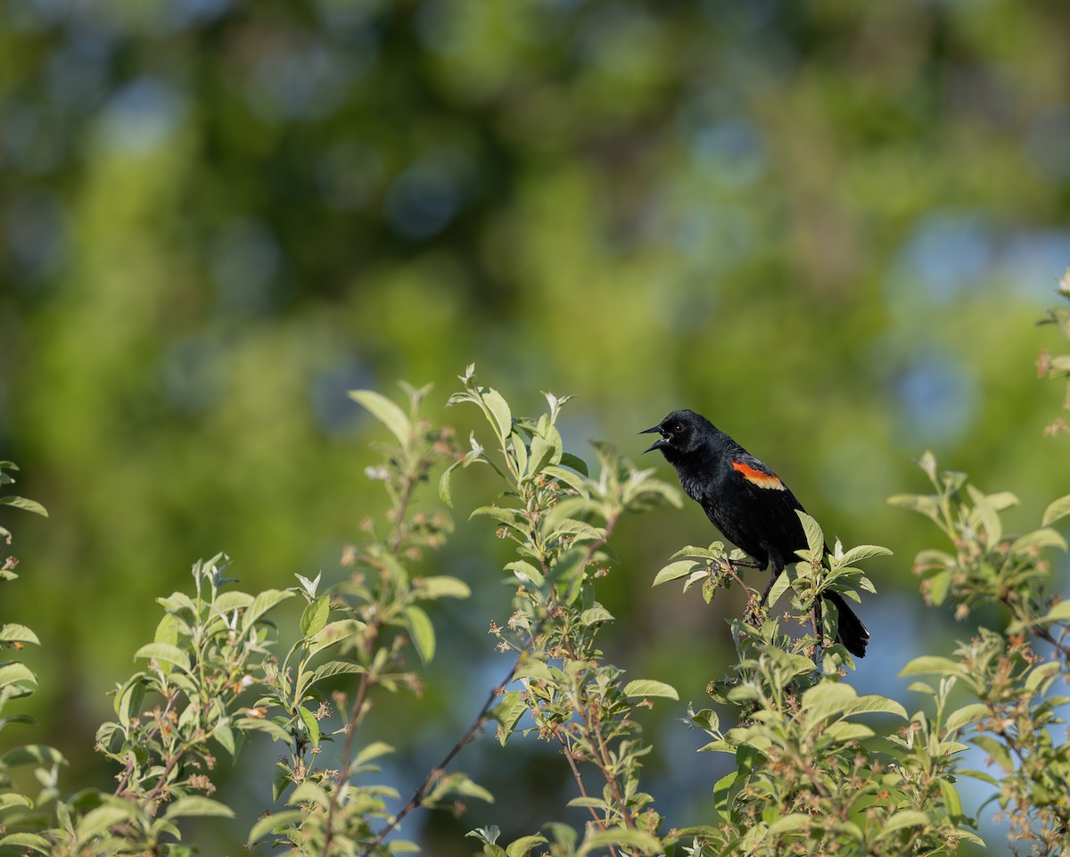 Red-winged Blackbird - ML618316173