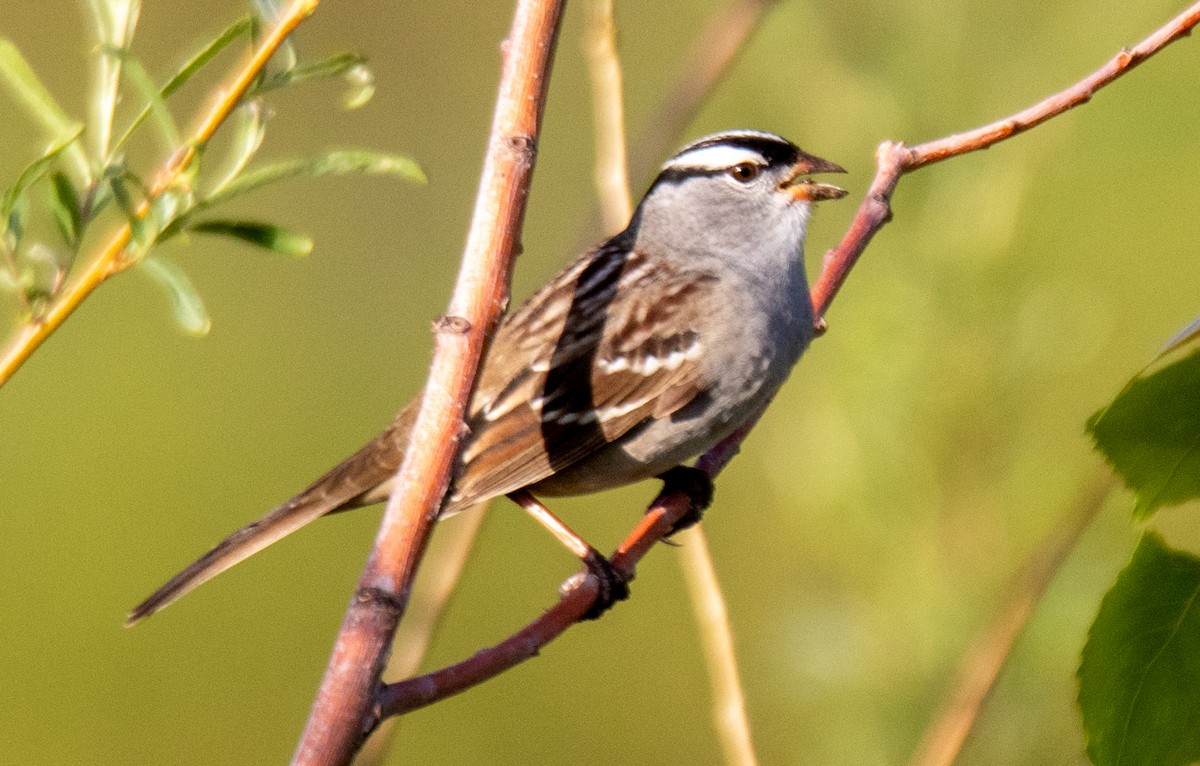 White-crowned Sparrow - ML618316229