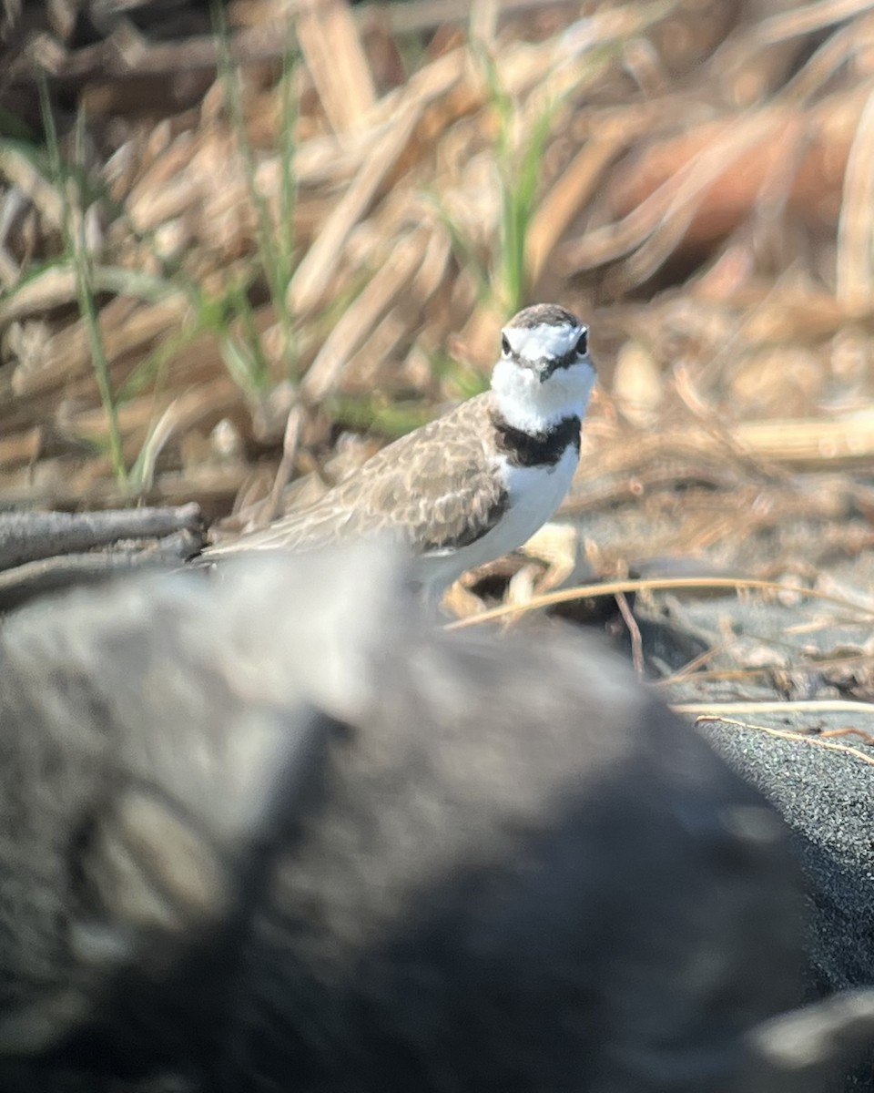 Collared Plover - ML618316246