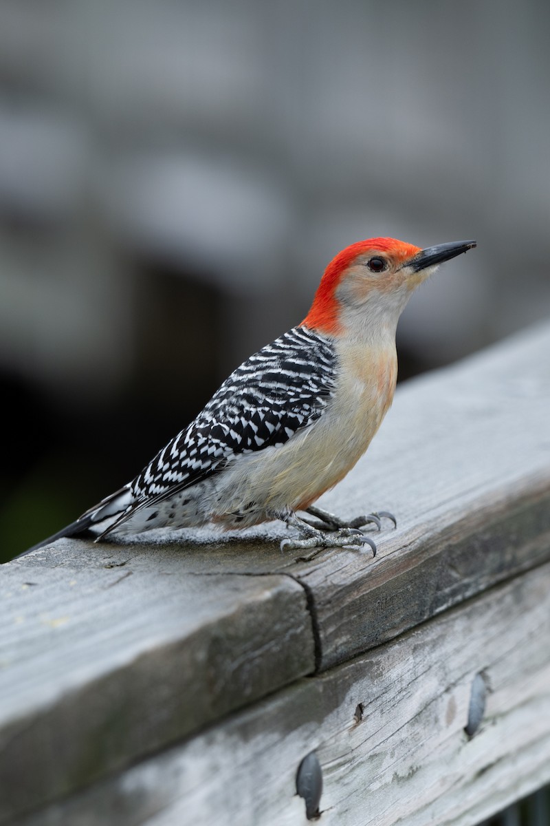 Red-bellied Woodpecker - ML618316284
