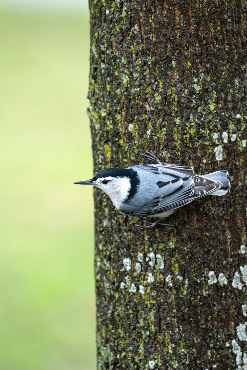 White-breasted Nuthatch - ML618316295