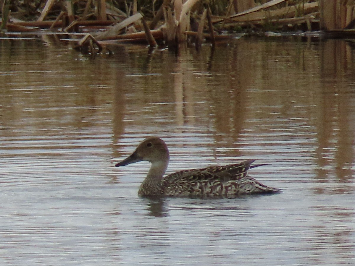 Northern Pintail - Laurie Koepke