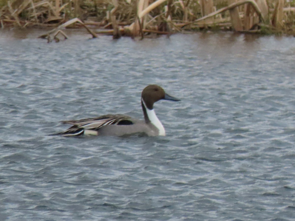 Northern Pintail - Laurie Koepke
