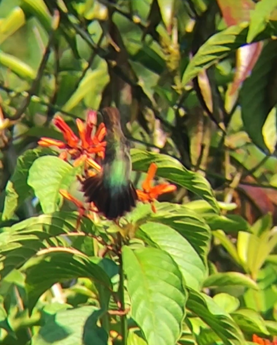 kolibřík zelenočelý - ML618316328