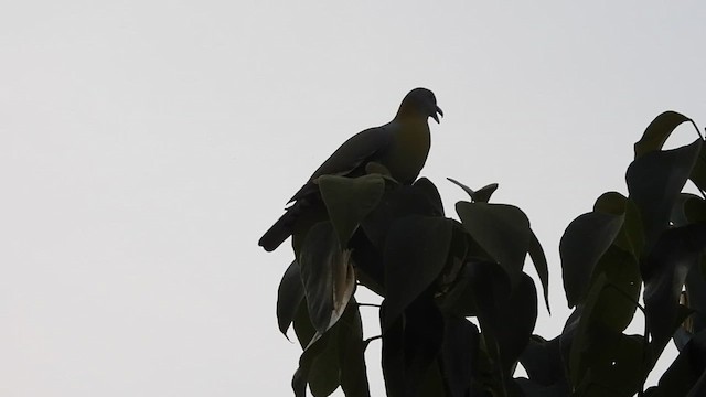 Yellow-footed Green-Pigeon - ML618316373