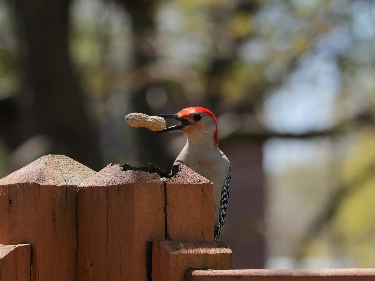 Red-bellied Woodpecker - ML618316387
