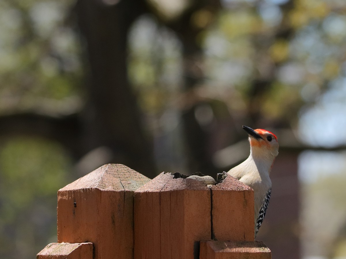 Red-bellied Woodpecker - ML618316388