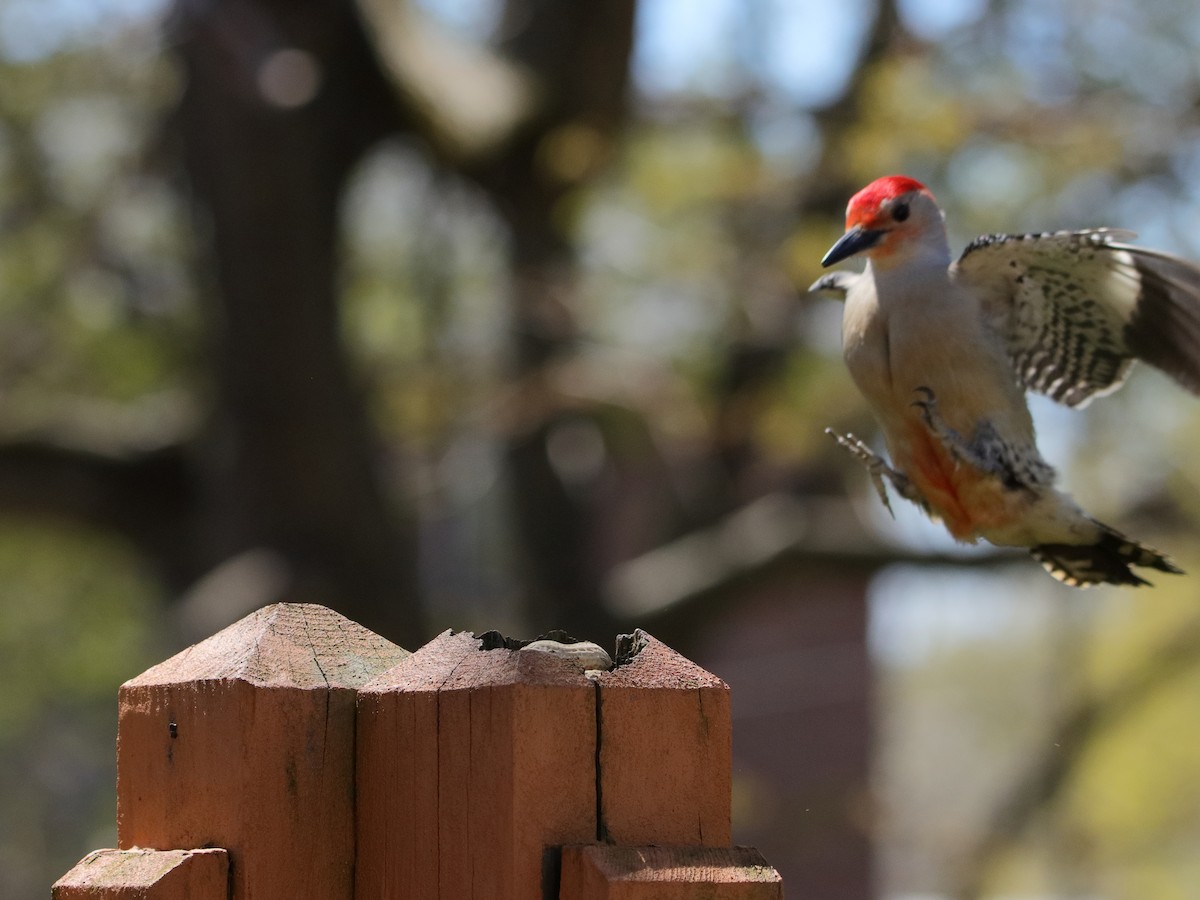 Red-bellied Woodpecker - ML618316389