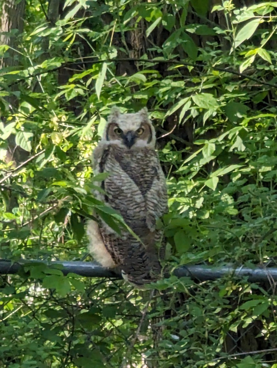 Great Horned Owl - ML618316397