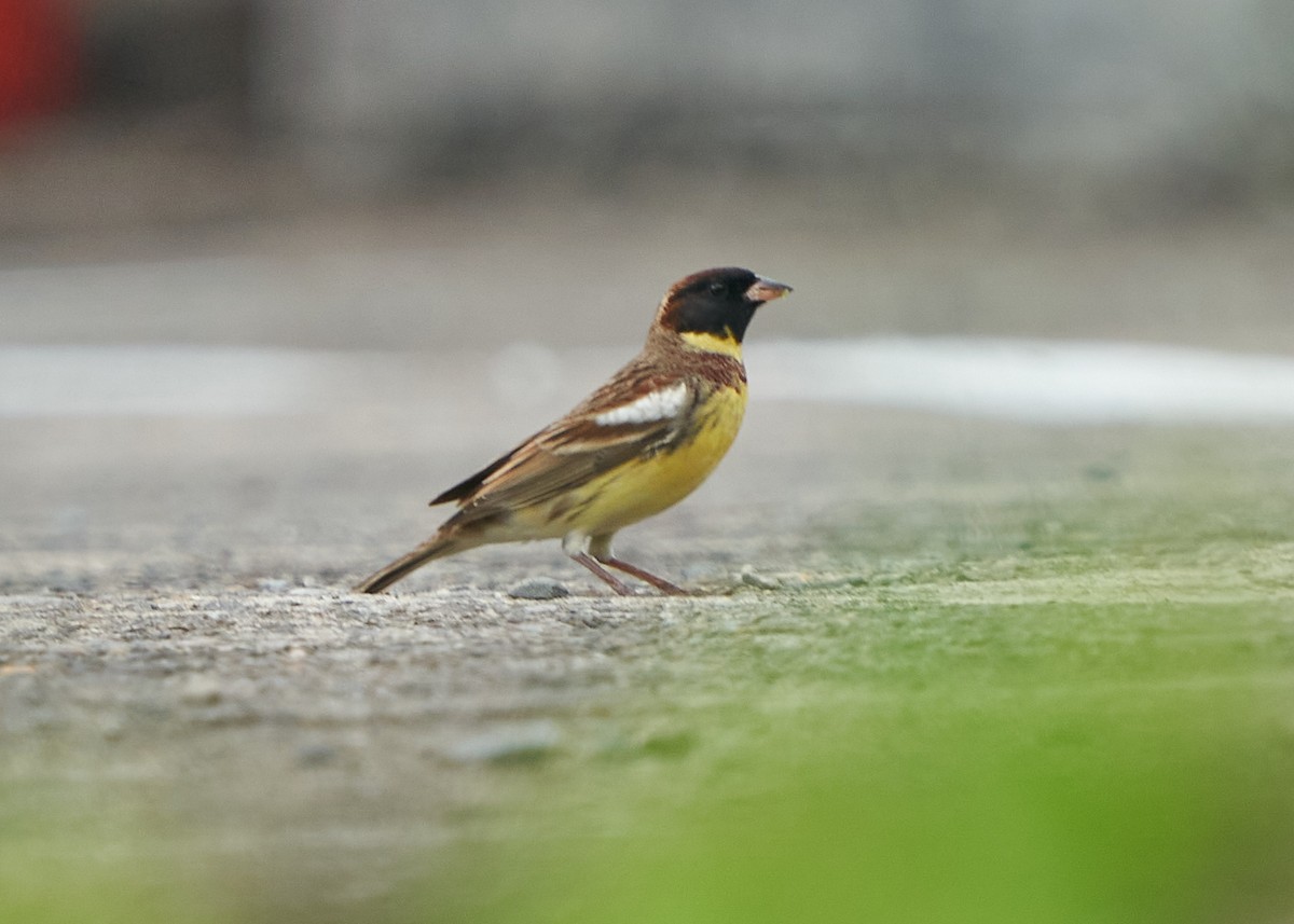 Yellow-breasted Bunting - Chieh-Peng Chen