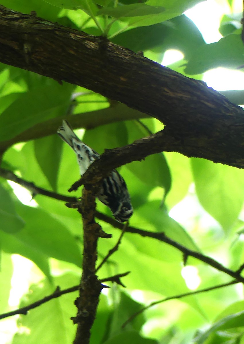 Black-and-white Warbler - ML618316588