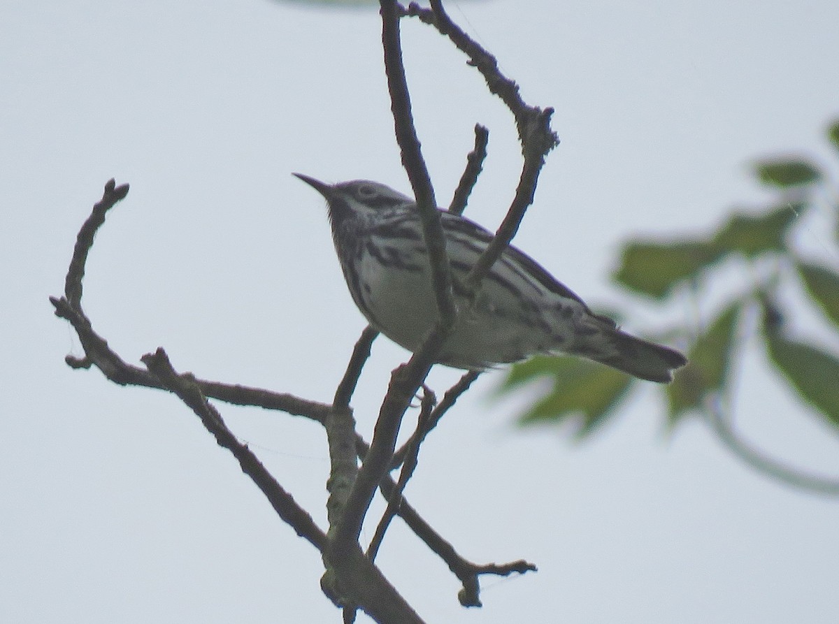Black-and-white Warbler - ML618316596