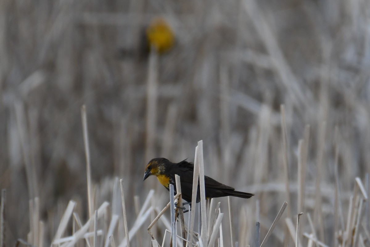 Yellow-headed Blackbird - ML618316632