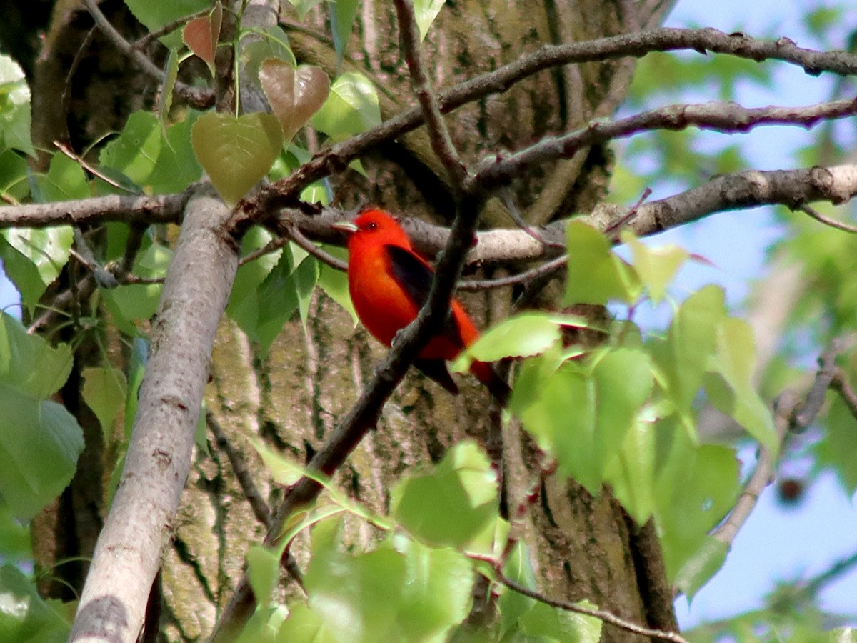 Scarlet Tanager - ML618316633