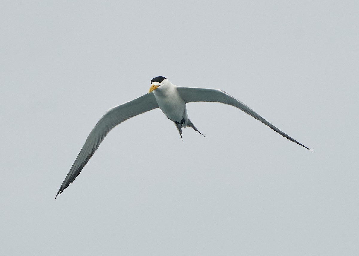 Great Crested Tern - ML618316638