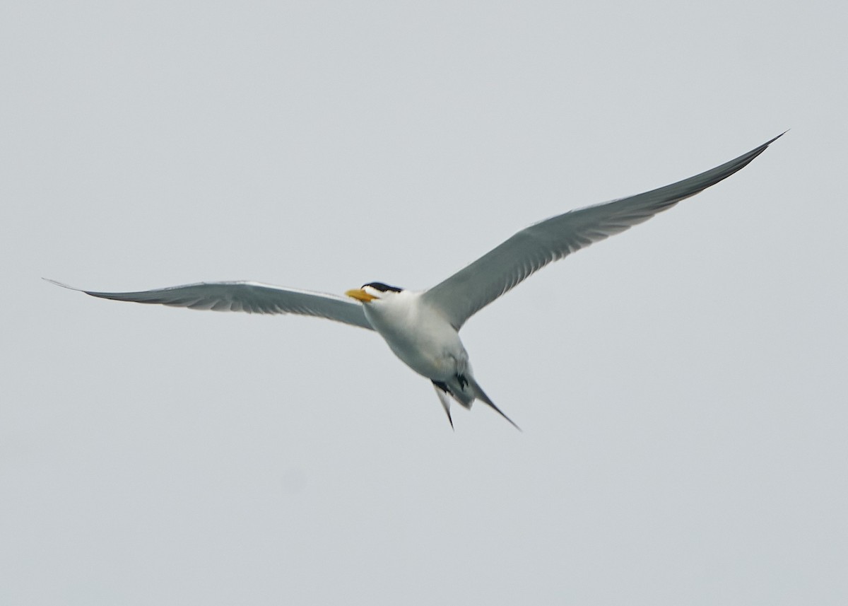 Great Crested Tern - Chieh-Peng Chen