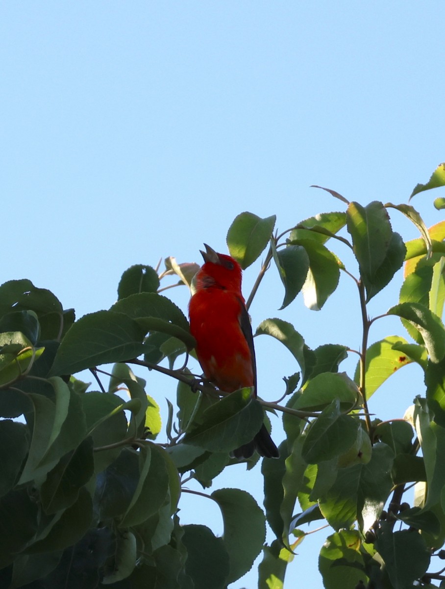 Scarlet Tanager - ML618316652