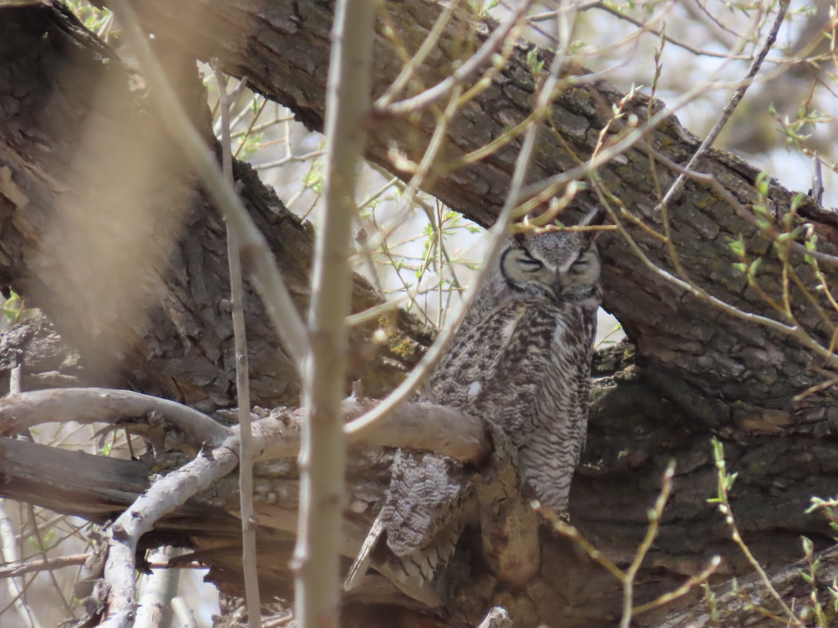 Great Horned Owl - Mark Gorges