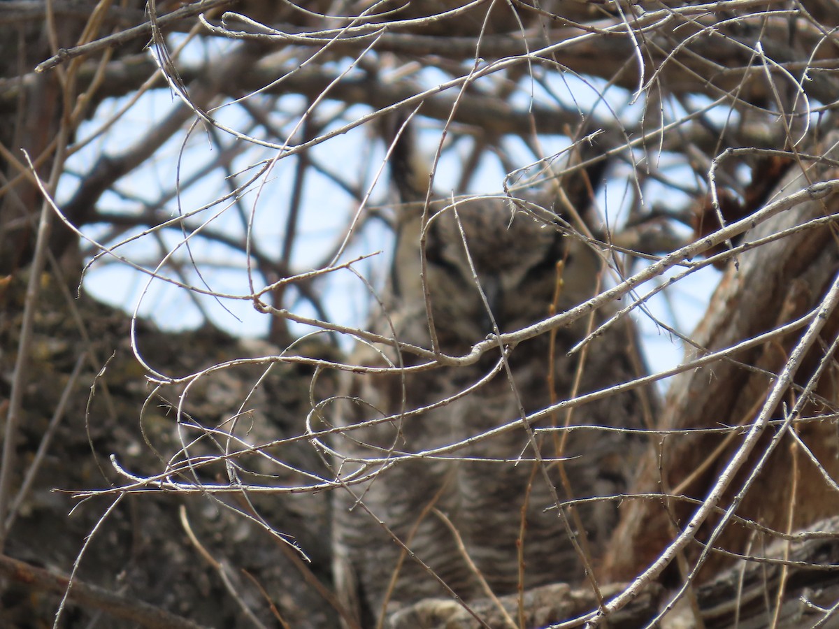 Great Horned Owl - ML618316662