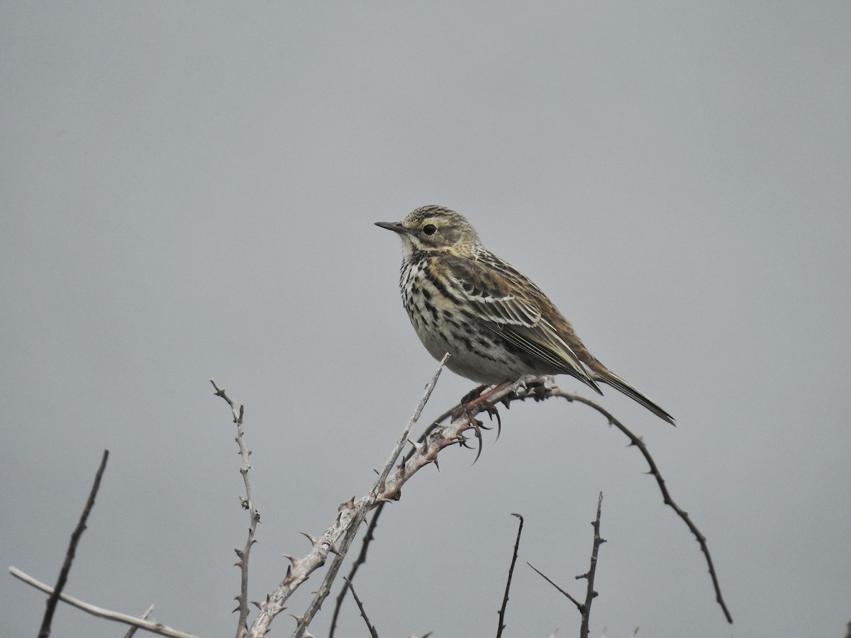 Meadow Pipit - ML618316736