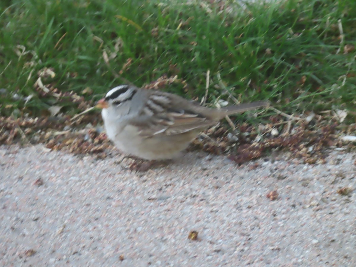 White-crowned Sparrow - ML618316745