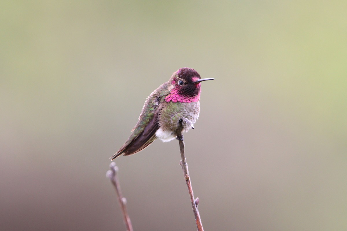 Anna's Hummingbird - ML618316805