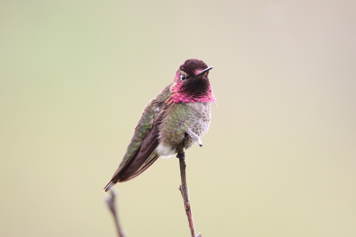Anna's Hummingbird - ML618316806