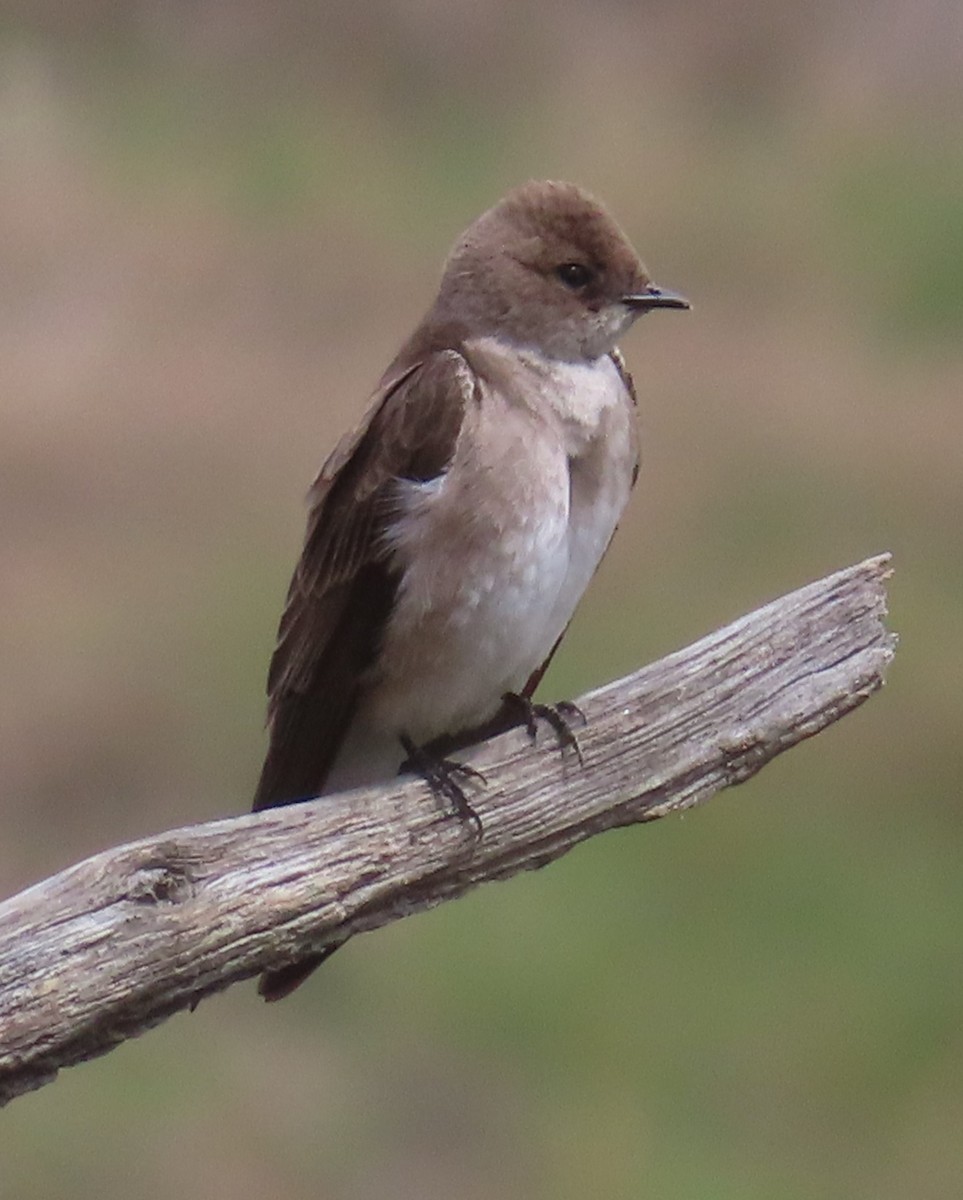 Northern Rough-winged Swallow - ML618316827