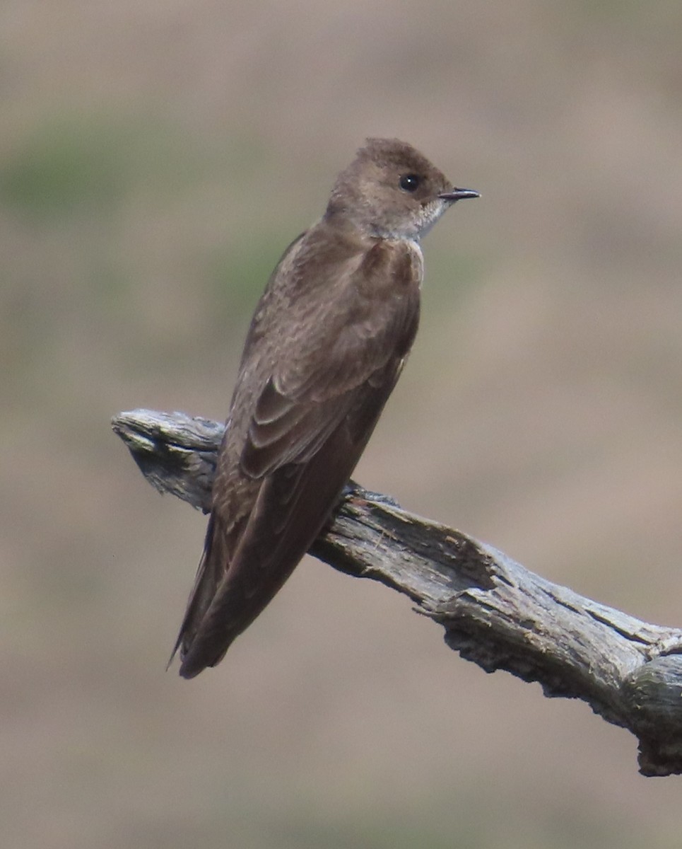 Northern Rough-winged Swallow - Horst Onken