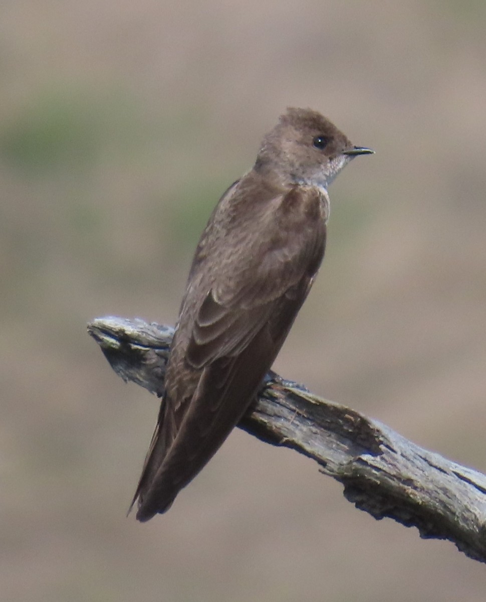 Northern Rough-winged Swallow - ML618316829