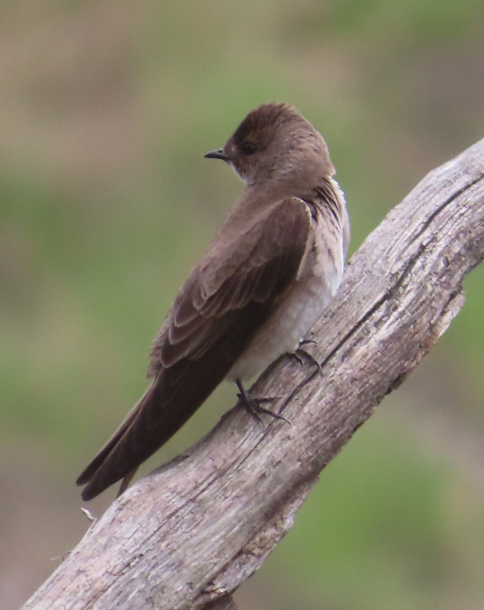 Northern Rough-winged Swallow - ML618316830