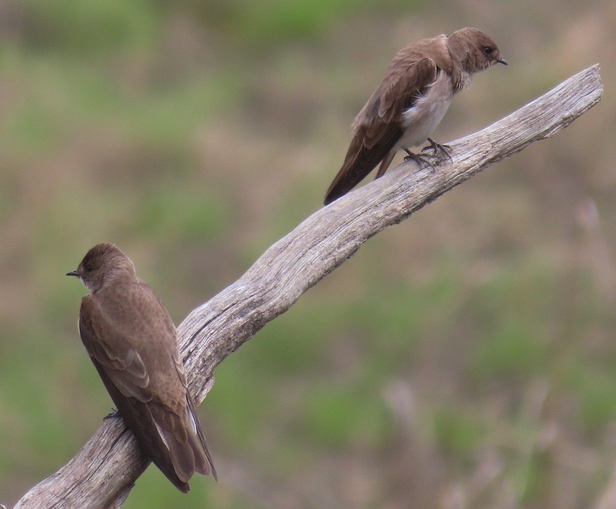 Northern Rough-winged Swallow - Horst Onken