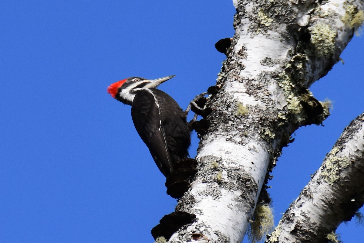 Pileated Woodpecker - ML618316834