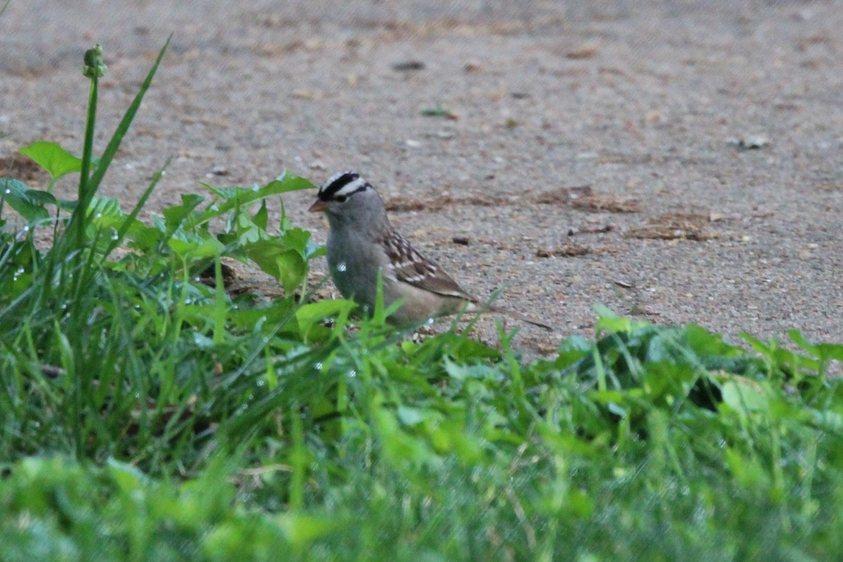 White-crowned Sparrow - Joshua Hedlund