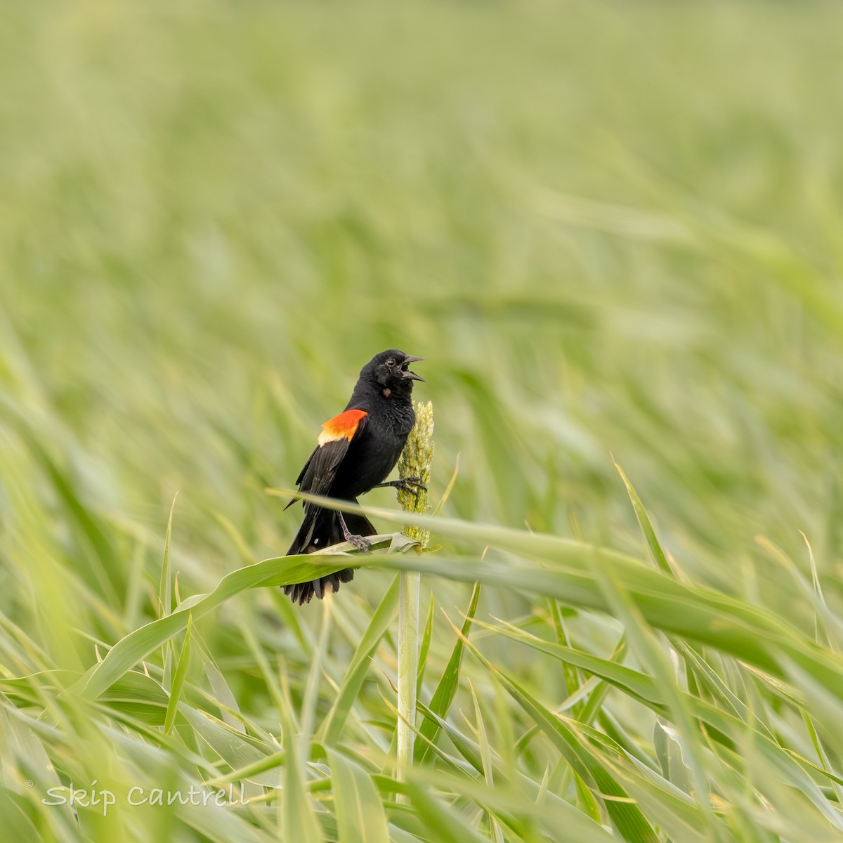 Red-winged Blackbird - ML618316849
